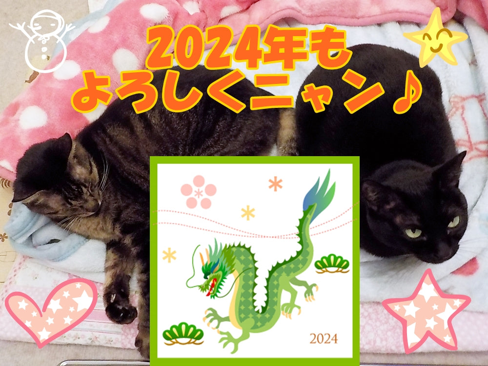正月三が日・土日祝も毎日発送しています。2024年もよろしくお願い致します♪